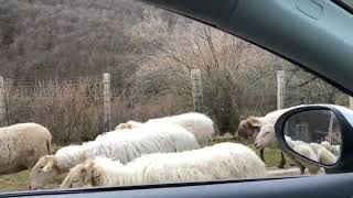 En Cantabria nos encanta que nos pasen estas cosas. Ayer en Polaciones