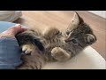 自分のしっぽを掴もうとする仔猫