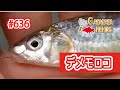 デメモロコ釣り調査６月！久しぶりの魚に出会えるか？