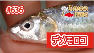 デメモロコ釣り調査６月！久しぶりの魚に出会えるか？