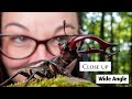 Close up wide angle macro photography | Stag beetle