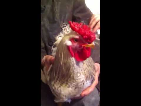 chicken gyroscope youtube