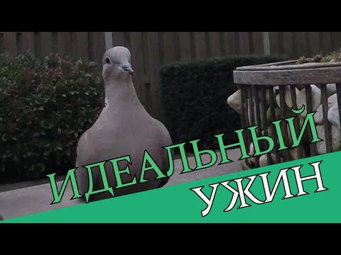 КОЛЬЧАТЫЕ ГОРЛИЦЫ #животные