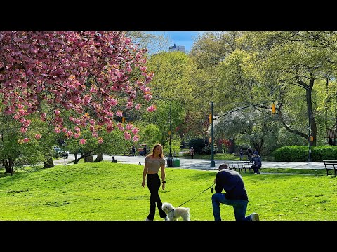 Video: Det startet som en hotdog står i en forfalsket NYC Park-Today Shake Shack er en $ 1,7 milliarder offentlig selskap