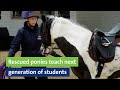 Rescued ponies teach next generation of students
