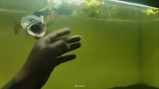 Channa Auranti 30Cm Mangap Mangap