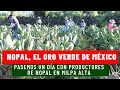 APRENDE A SEMBRAR NOPAL ✅🔝 UN DÍA CON LOS PRODUCTORES DEL CAMPO