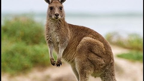 server jumping!!! - full video