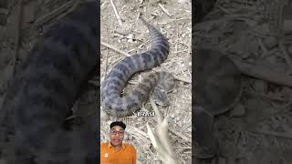 ular death adder #sawit #animals #ularbesar #wildlife #ular #funny #viral #tips #howto #snakr #fyp