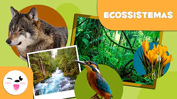 O que é o ecossistema brasileiro?