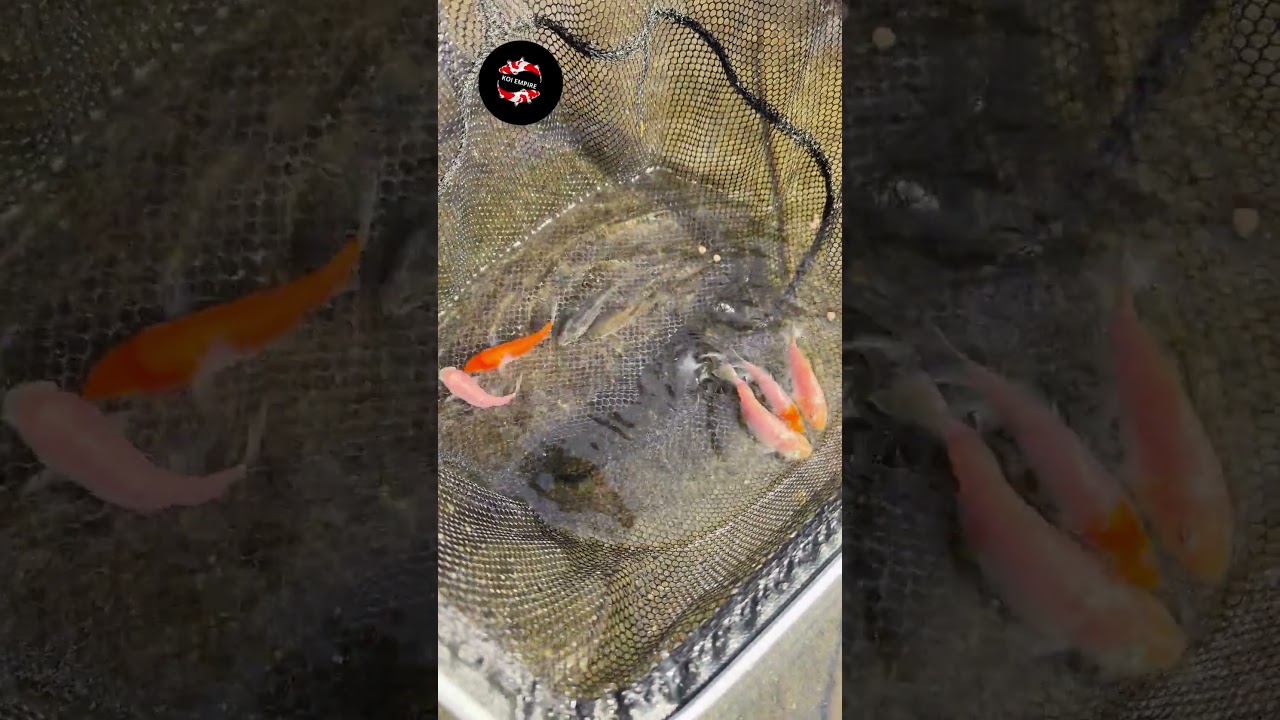 Checking the Health of Koi Fish🪷 