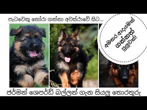 German shepherd | ජර්මන් ශෙපර්ඩ් බල්ලන් ගැන සියලු තොරතුරු | sinhala | sri lanka | dogs sinhala| 2021