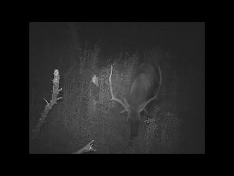 Trail Camera Video Feb 18, 2023
