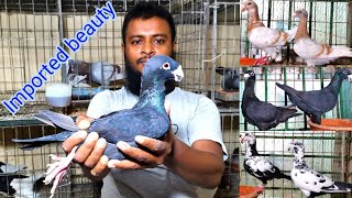 আবু বক্কর ভাইয়ের খামার কিছু Exclusive beauty homa কবুতরের কালেকশন আছে | imported beauty homer pigeon