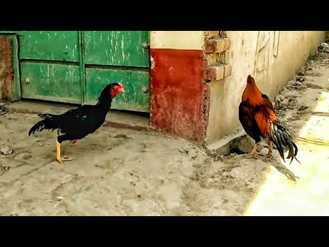 O shamo vs Red Aseel  Rooster vs Rooster