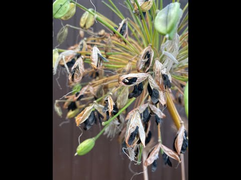 Video: Agapanthus sēklu pavairošana: padomi agapanthus sēklu stādīšanai