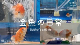 【金魚の日常】金魚の1日ルーティーンGoldfish daily routine