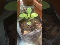 I’m a tulsi plant 🌱 #ai #ytshorts