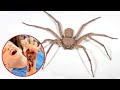 As Aranhas venenosas mais perigosas do Mundo
