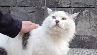 海沿いの旅館で暮らすモフモフの看板猫達