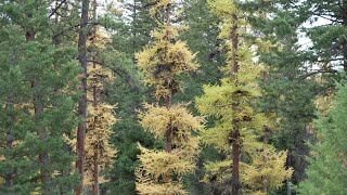 Inside the witches' broom: The tree infection catching Montana conifers