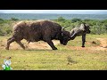 لم يكن الفيل الصغير ينتظر هذا  صراعات بين الحيوانات رصدها الانسان عن طريق الكاميرا 1