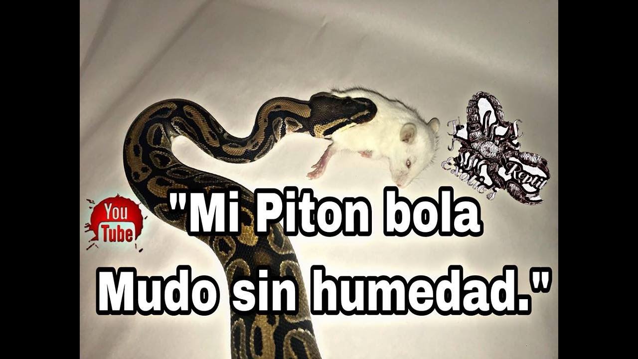 Piton Bola Muda sin humedad