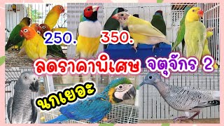 ลดราคาพิเศษ นกเยอะ ร้านอันดามันนกสวยงาม จตุจักร มีนบุรี