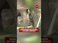 Rare Sumatran Elephant Calf Born In Indonesia’s Tesso Nilo National Park