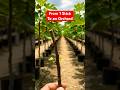 From 1 stick to a complete Fig Orchard