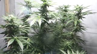 Chernobyl Day 34 of Flower 600 watt Grow Box