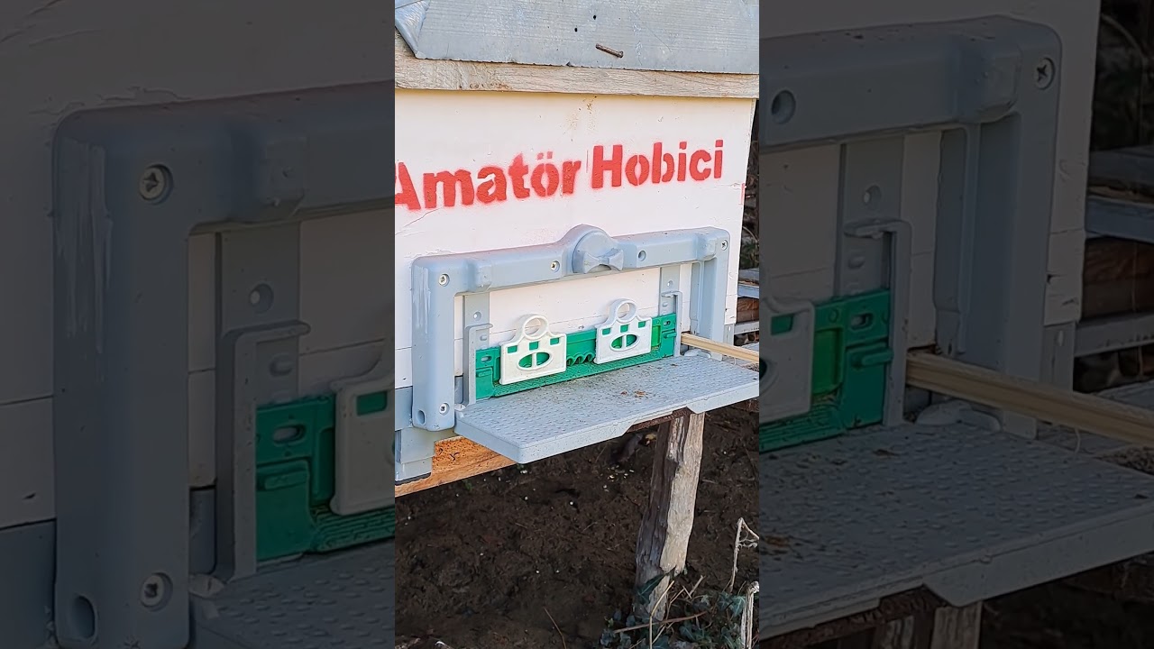 27 Aralık 2025 bu vakitte polen gelir mi?