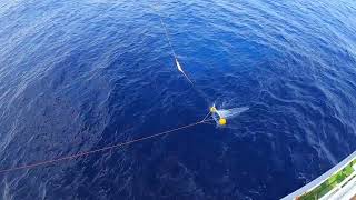 深海にもプラスチックの溜まり場が！ 海のプラスチック汚染を可視化