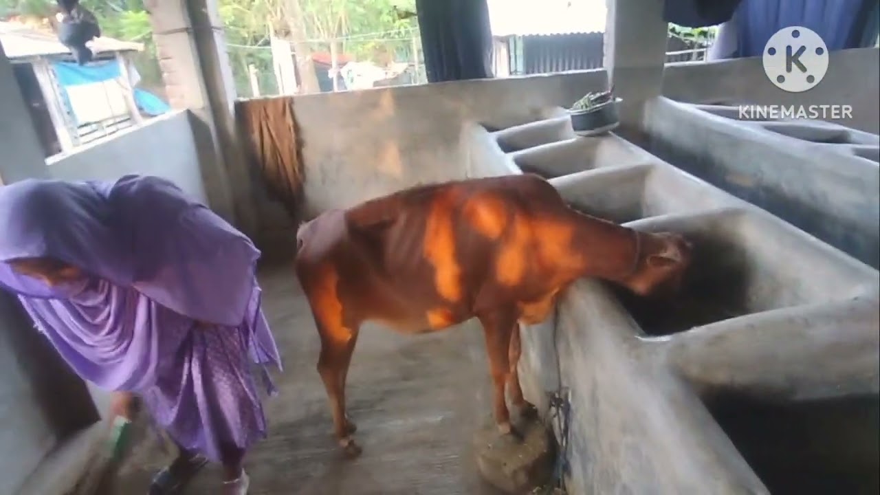 গায়ের মেয়েরা সকাল বেলা তাদের গরুর ঘরের মেঝে পরিষ্কার করলো। 