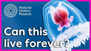 De onsterfelijke kwal: is het mogelijk om eeuwig te leven? | Verrassende wetenschap