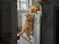 Funny Cat Goes Crazy in USA Home | #funnycat #catshorts#viralshorts