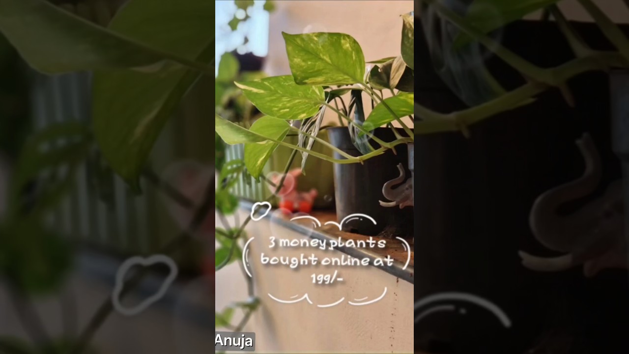 3 money plants at 199/-🌱✨comment "link" 