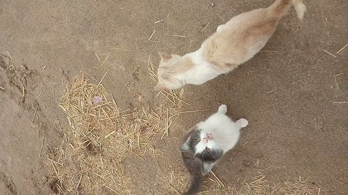 Erkaklarning qollari boglangan holda jinsiy aloqani idrok etishi