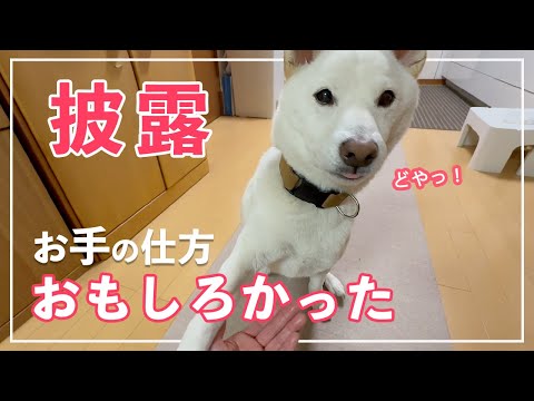 【お座り苦手!?】柴犬の特技!ピョンピョン跳ねる芸!