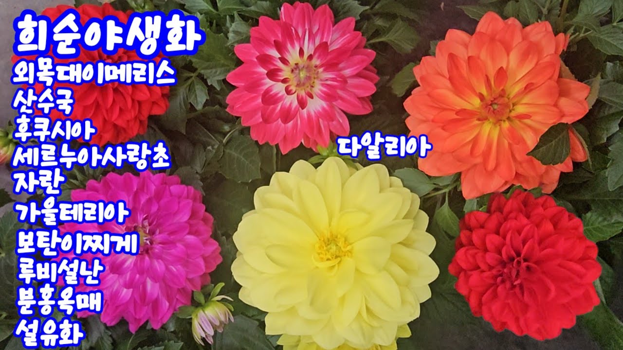 #희순야생화#차이니스앵초#외목대이메리스#산수국#다알리아#왜성종거베라#랜디제라#자란#세르누아사랑초#가을테리아#보탄이치게#루비설난#무늬여우꼬리#무스카리#차가후록스#분홍옥매#설유화 