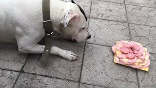 ДЕНЬ РОЖДЕНИЕ МОЕЙ СОБАКИ ДЕНЬ РОЖДЕНИЕ МОЕЙ СОБАКИ