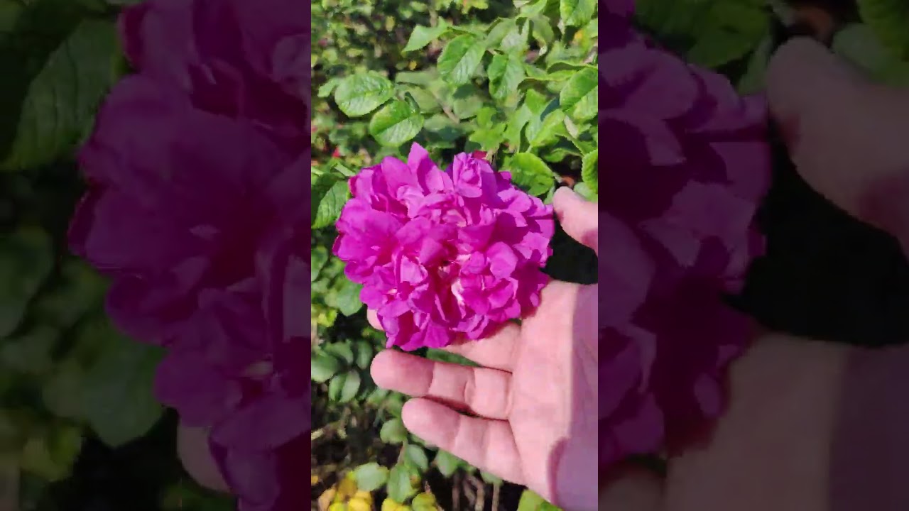 Прогулка 2  Уходящее лето