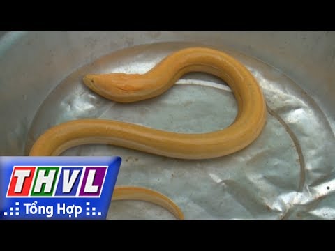 Video THVL | Người đưa tin 24G: Nông dân ở Hậu Giang bắt... - youtube