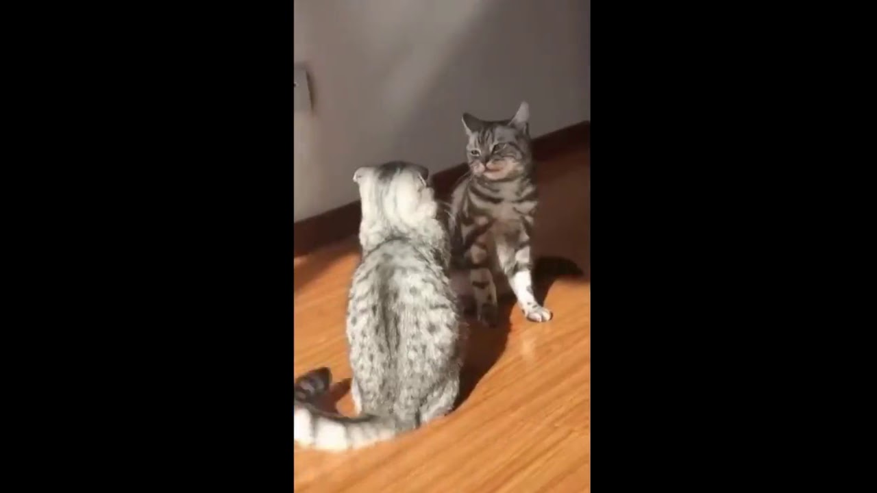 Cat chokeslam YouTube