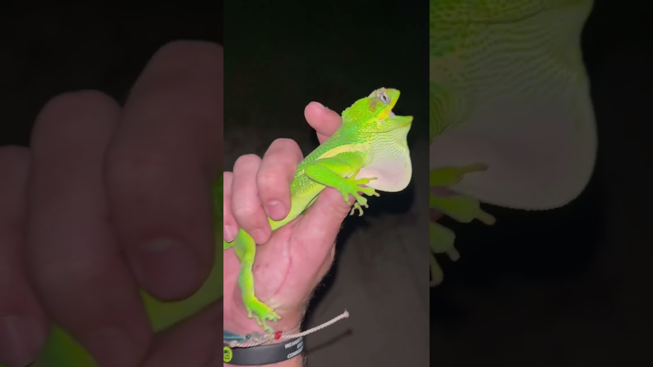 Adult Knight Anole in SWFL! 