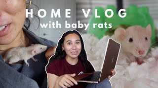 baby rats, college finals week, garden centre plant haul | LOCKDOWN VLOG