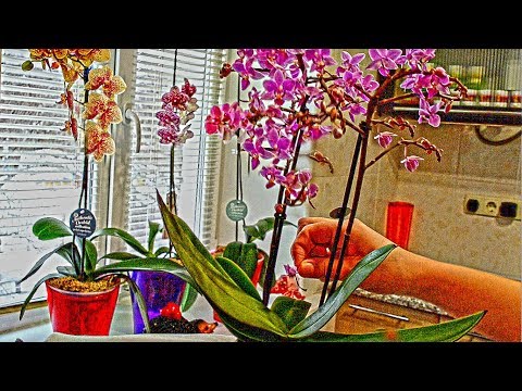 Video: Phalaenopsis: údržba A Starostlivosť