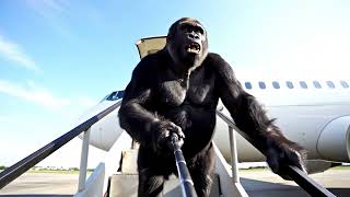 Gorilla Takes His FIRST FLIGHT!