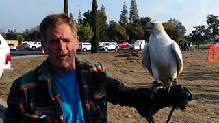 *JAMES COMPTON & WHITE GOSHAWK-CHC MEET*