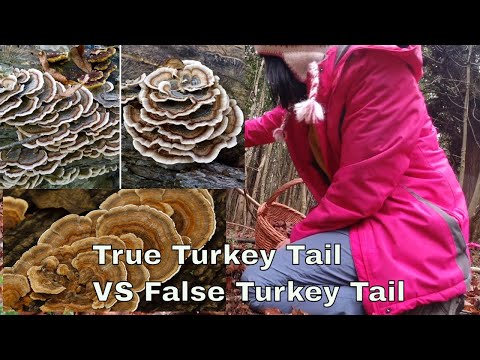Winter Foraging. True Turkey Tail vs False Turkey Tail. How to identify turkey tail mushroom